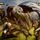 Bulette
