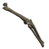 Leg Bones