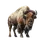 Bison