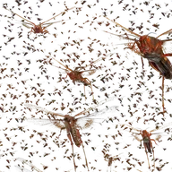 Swarm of Locusts