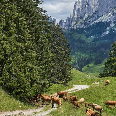 Middenfall header image