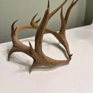 Crown of Horns