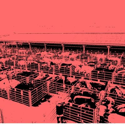 Dampton header image