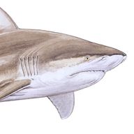 Bull Shark