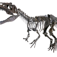 Allosaurus Skeleton