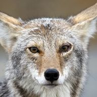 Wodsu - 30 - Le retour de Charlie