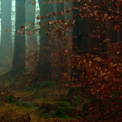 Pauviel header image