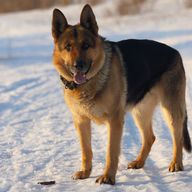 Тарзан (овчарка)