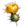 Golden Thistle