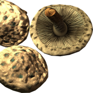 Scaly Pholiota