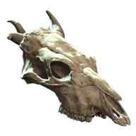 Jawless Brahmin Skull