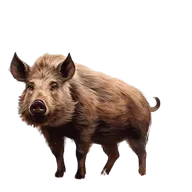 Pig