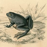 Amphibian