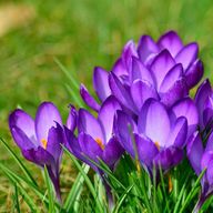 Crocus