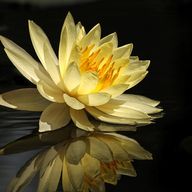 Golden Lotus