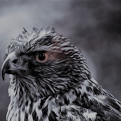 Steven FOX header image