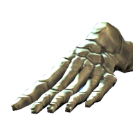 Feet Bones