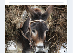 Pinned Entity Image