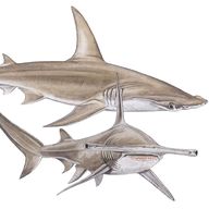 Hammerhead Shark