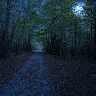 T001 - Lost in the Woods header image
