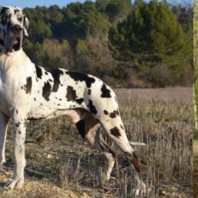 WouafBan header image