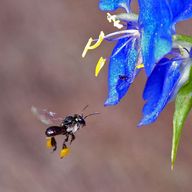 Sugarbag Bee
