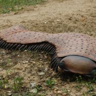 Northern Giant Centipede