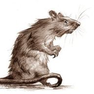 Kyron's Rat