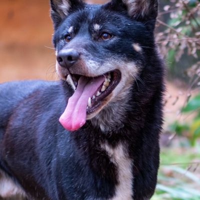 Jacky "Gecko " header image