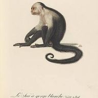 Capuchin