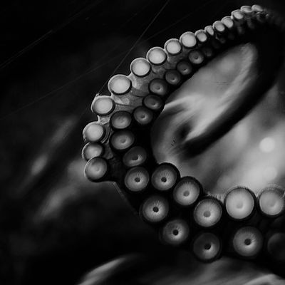 l'Invité header image