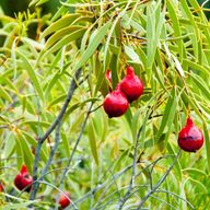 Desert Quandong