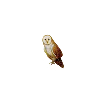 Barn Owl