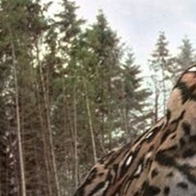 Terminée - A la recherche du Smilodon header image