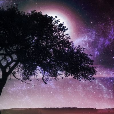 Verbena header image