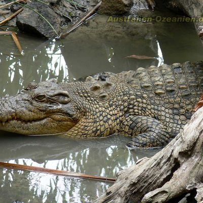 Alligator Bay header image
