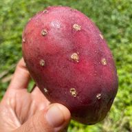 Prickly Pear Fruit