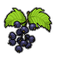Blackcurrant