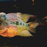 Bumphead Parrot Fish