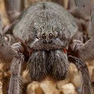 spider