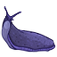 Purpslug