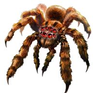 S15 - On Suit l'Araignée