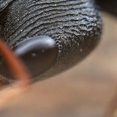 Cizaymi header image